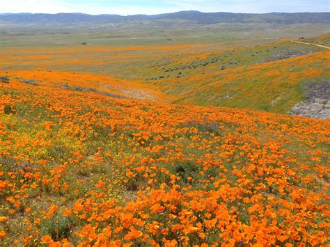 Antelope valley poppies - The Park. Each spring, the Antelope Valley California Poppy Reserve comes alive with the seasonal surprises of the Mojave Desert Grassland habitat. The duration and intensity of colors and scents vary from year to year. The wildflower season generally lasts from as early as mid-February through May, with a variety of wildflowers creating a ... 